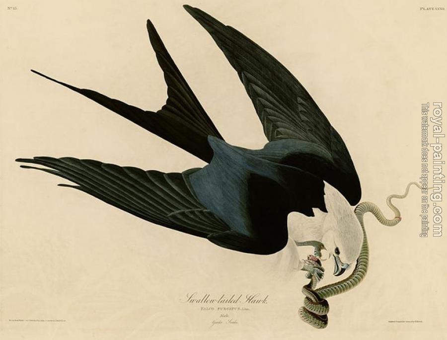 John James Audubon : Swallow tailed hawk